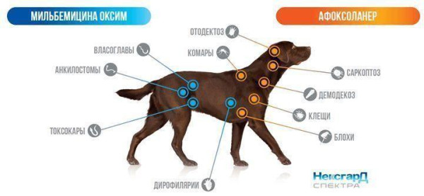Нексгард Cпектра для собак 3.5 - 7,5 кг Nexgard Spectra таблетки проти бліх, кліщів і глистів, 3 таблетки