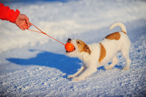 Collar Liker Line 7 мяч-игрушка на ленте с петлей для собак мелких и средних пород, 7 см, лента 35 см