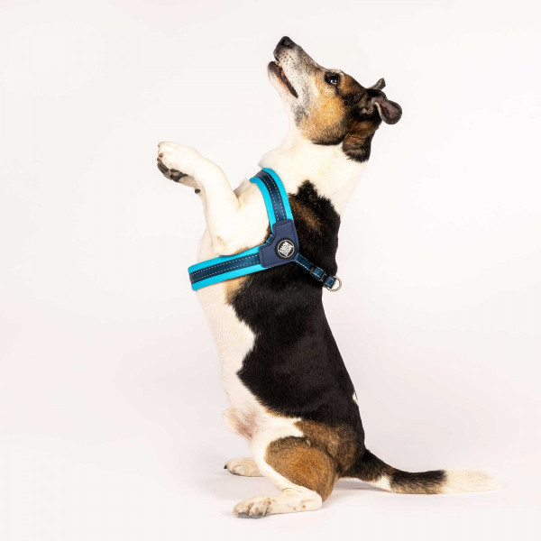 Шлейка Матрикс Блакитне Небо Q-Fit Harness Matrix Sky Blue/XS для собак, обхват грудей 36 - 38 см (000007252)