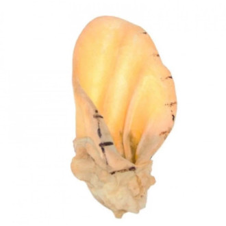 Ласощі "Селянські Смаколики" для собак, Вухо яловиче кальциноване, 1 шт